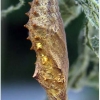 aglais urticae derbent pupa